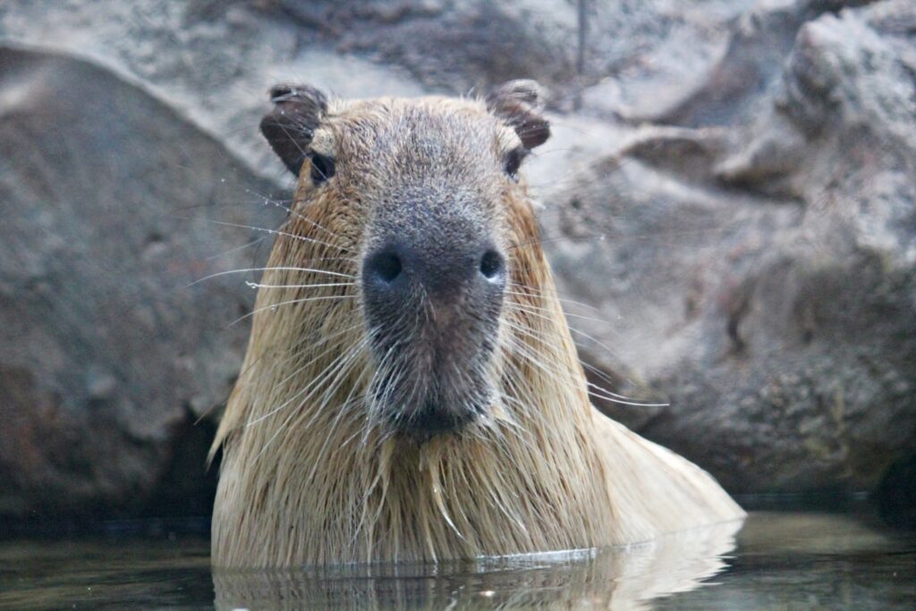 Qué es una capibara: comportamiento y personalidad