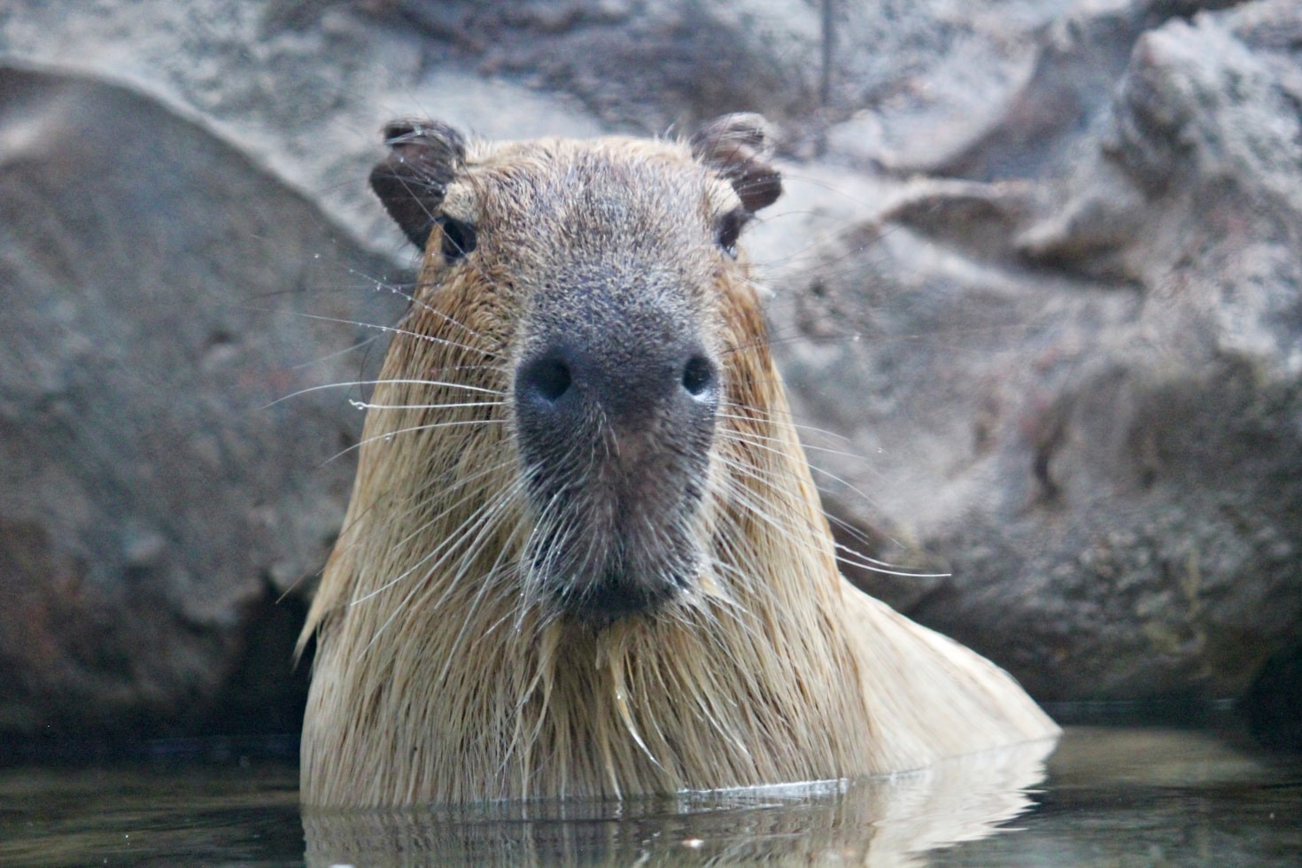 10 curiosidades del capibara: ¡no te las vas a creer!