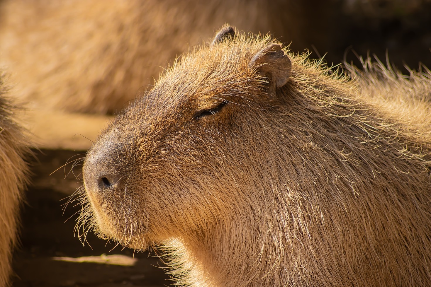 Hábitat del capibara: cómo vive el roedor más grande del mundo entre la tierra y el agua