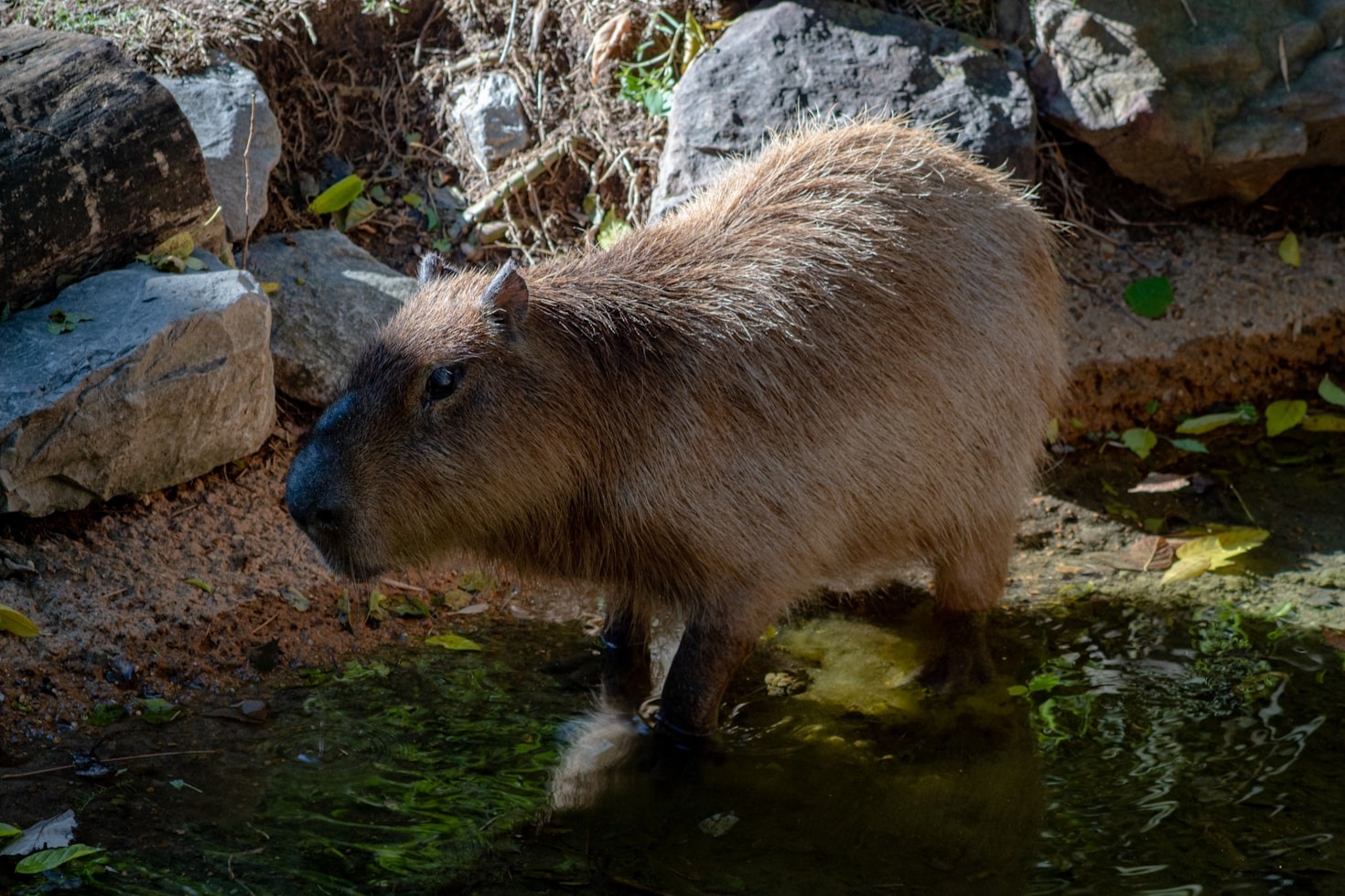 10 Mitos y verdades sobre los capibaras