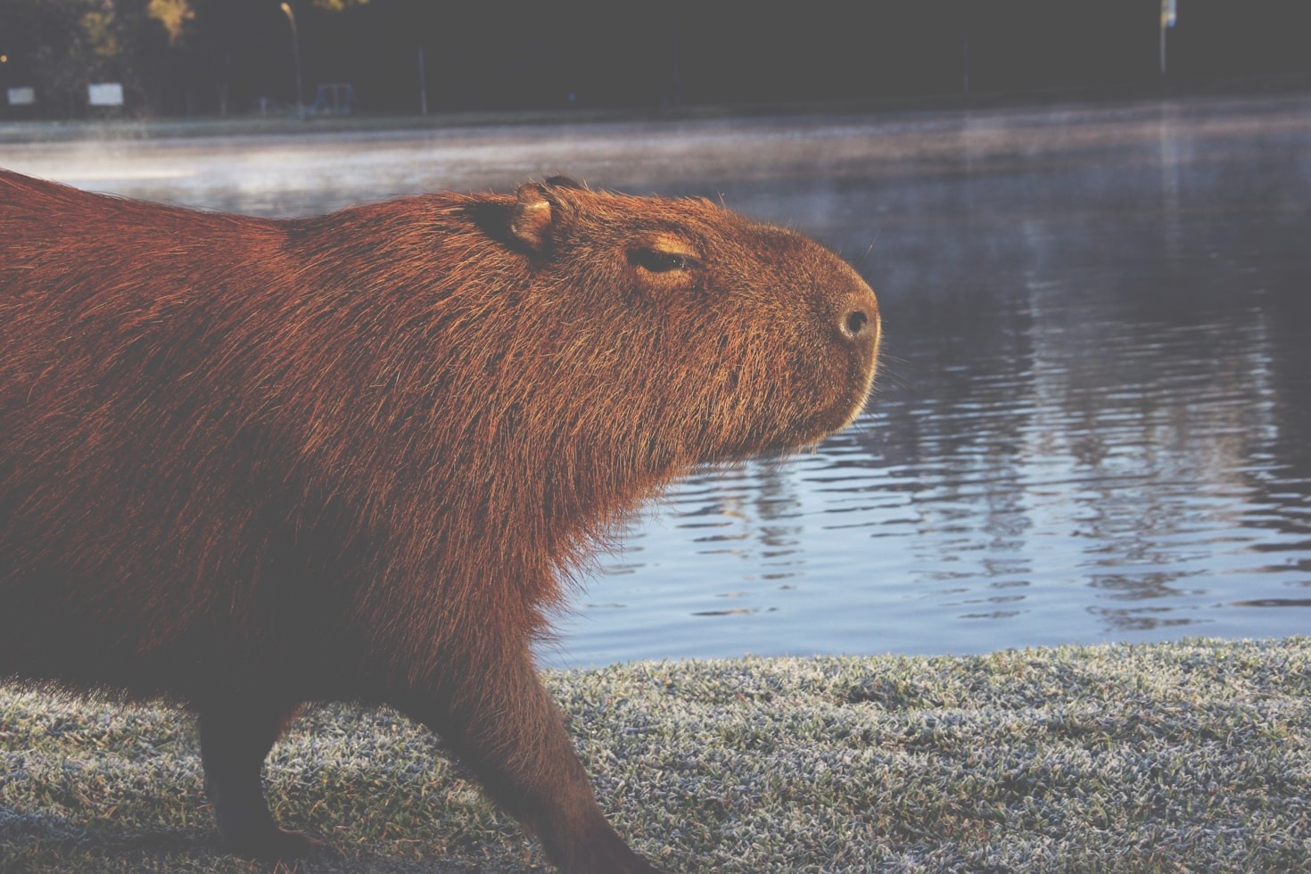 ¿Por qué los capibaras son tan adorables?