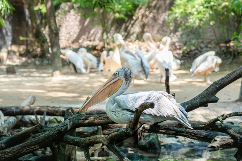 Por qué los pelícanos muerden a los capibaras: las razones