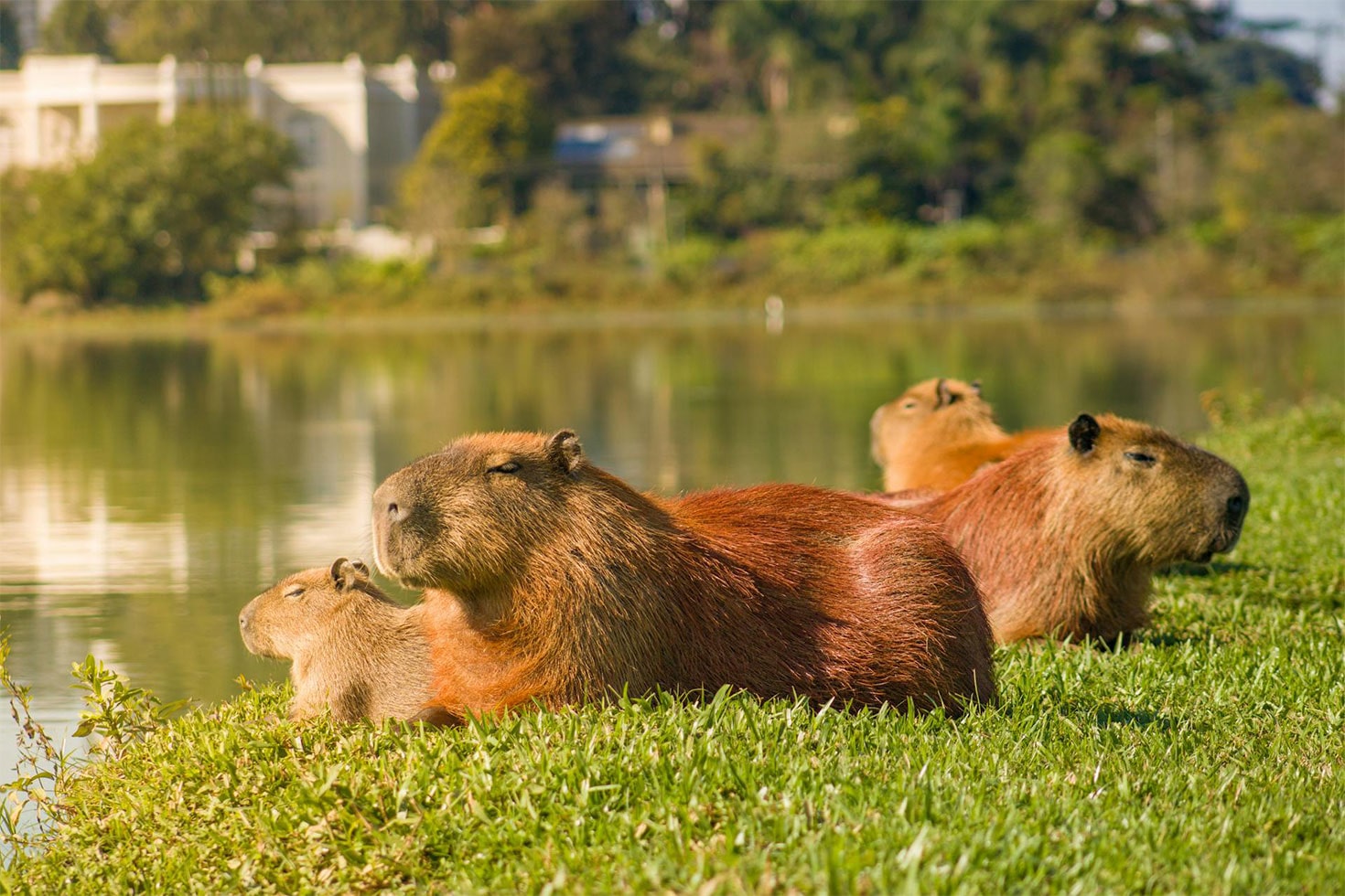 ¿Por qué los pelícanos muerden a los capibaras?