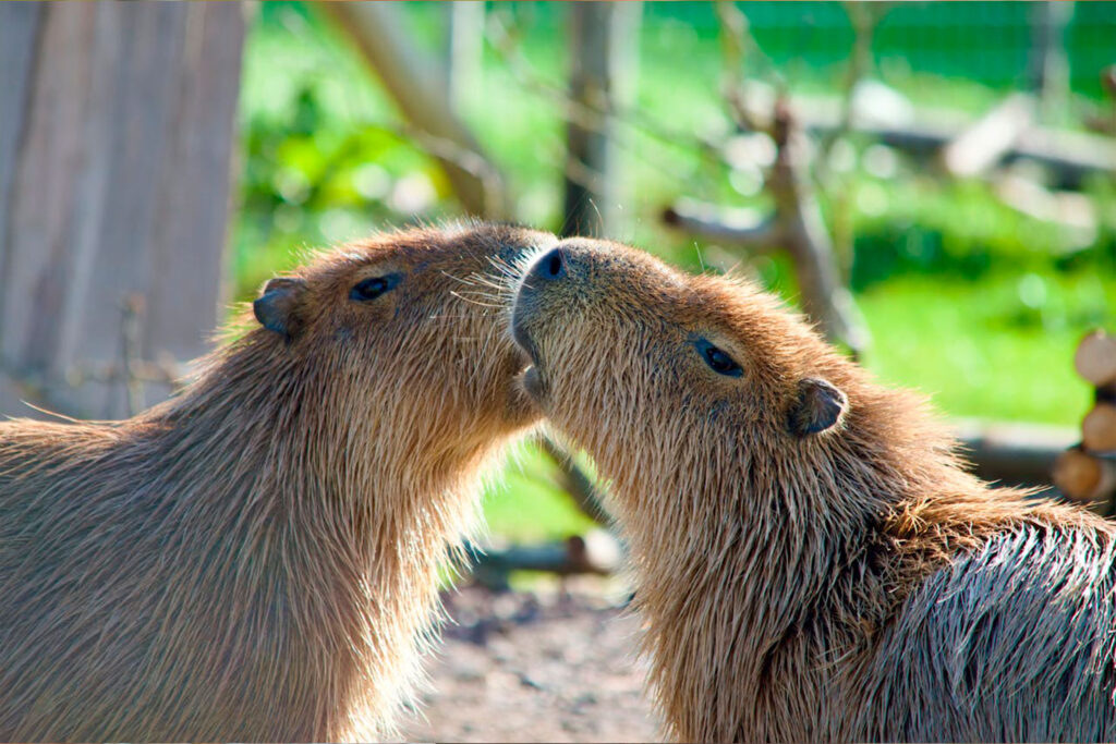 Cuánto vive un capibara: conoce la esperanza de vida del capibara