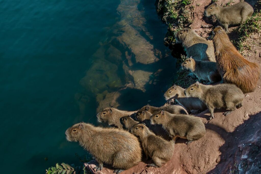 ¿Los capibaras sudan o no?