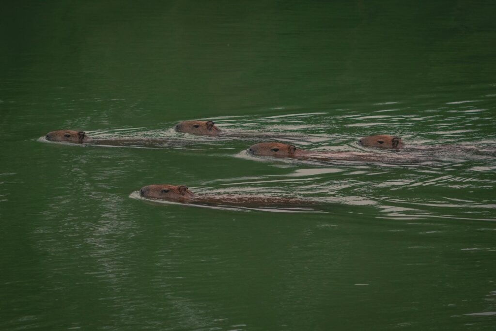 Como se comunica el capibara: los sonidos