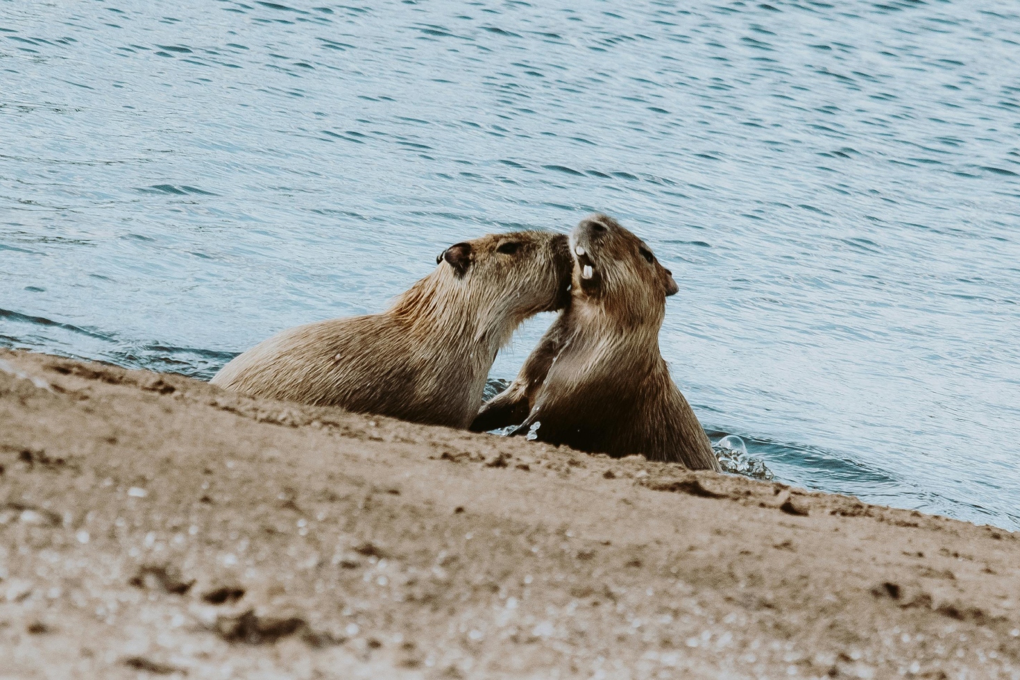 Cómo se comunica el capibara: entendiendo sus vocalizaciones y gestos