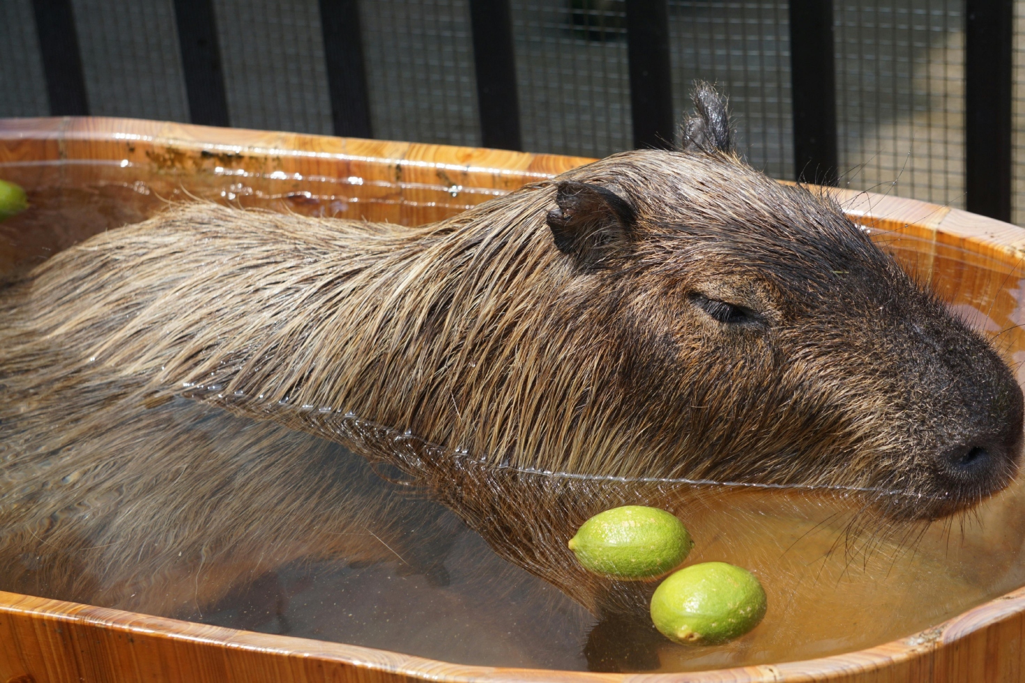 Capibara mascota: cuidados, legalidad y todo lo que debes saber