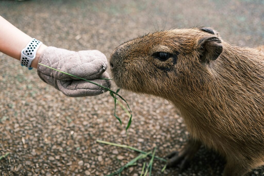 Cuidados de la capibara mascota