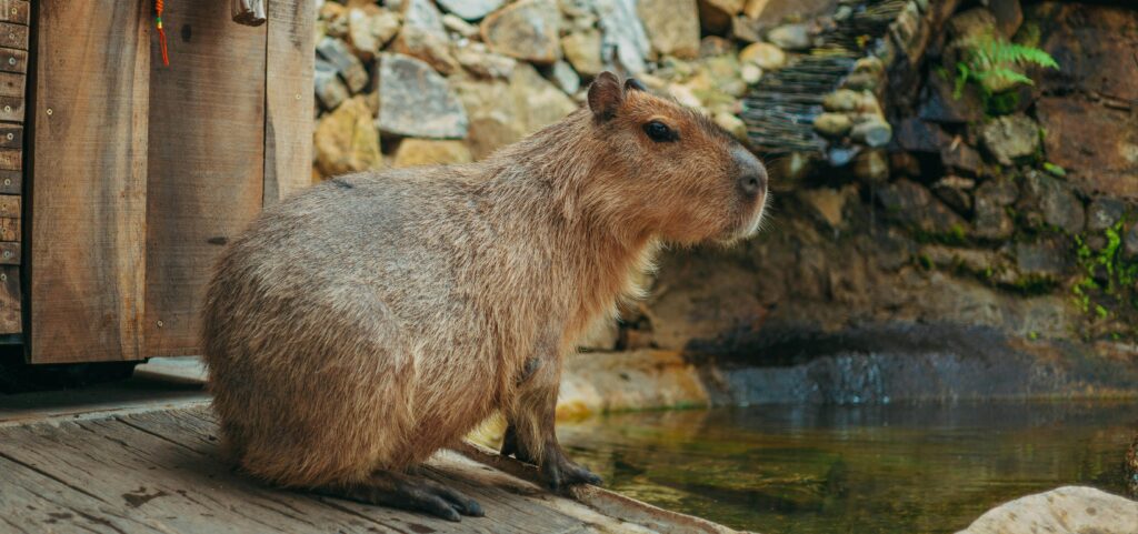 ¿Se puede tener un capibara de mascota en España?