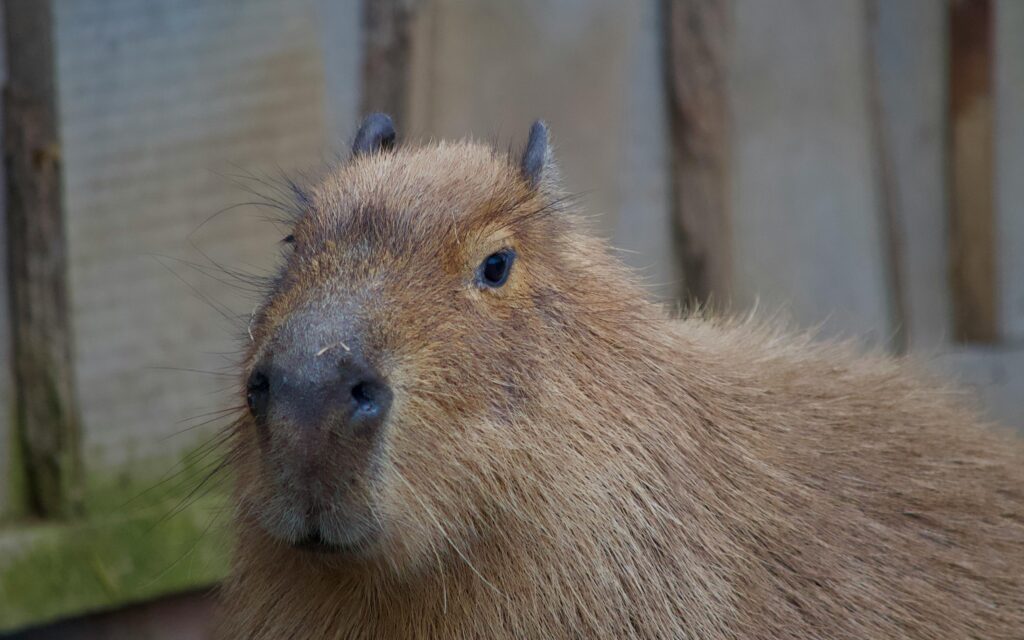 Beneficios del capibarismo