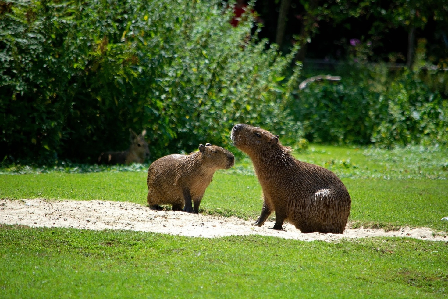 Capibaras felices: cómo recrear su entorno natural