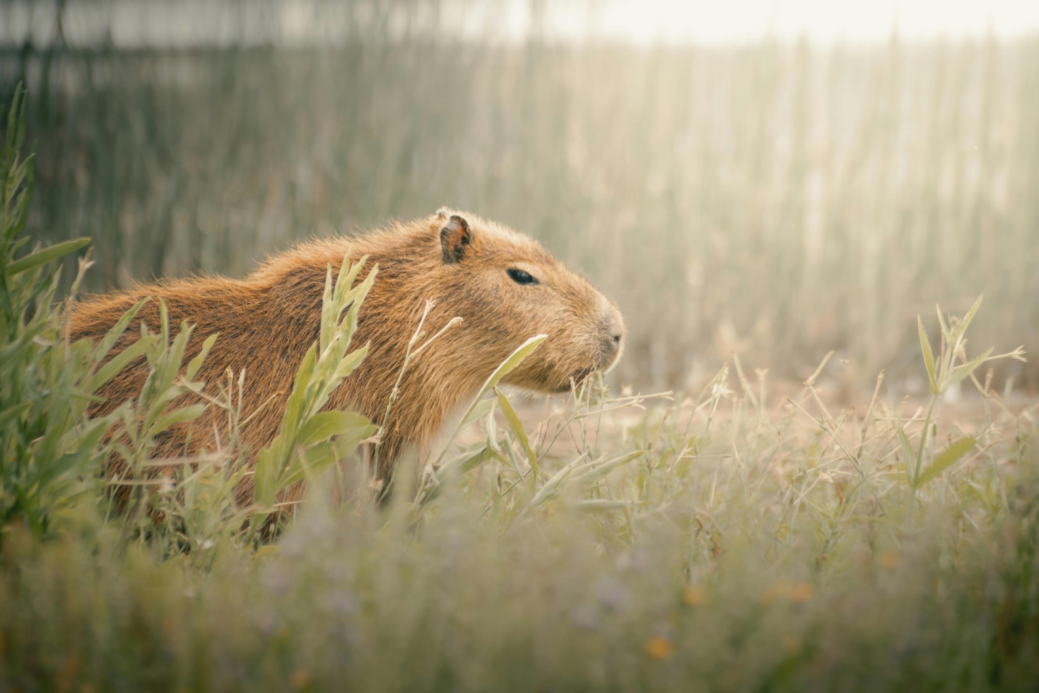 El capibarismo: la filosofía del capibara para vivir con calma y disfrutar del presente