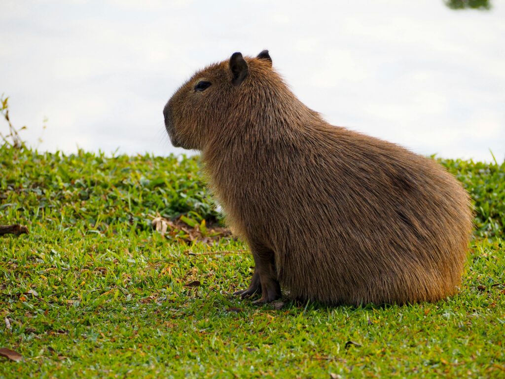 Principios del capibarismo