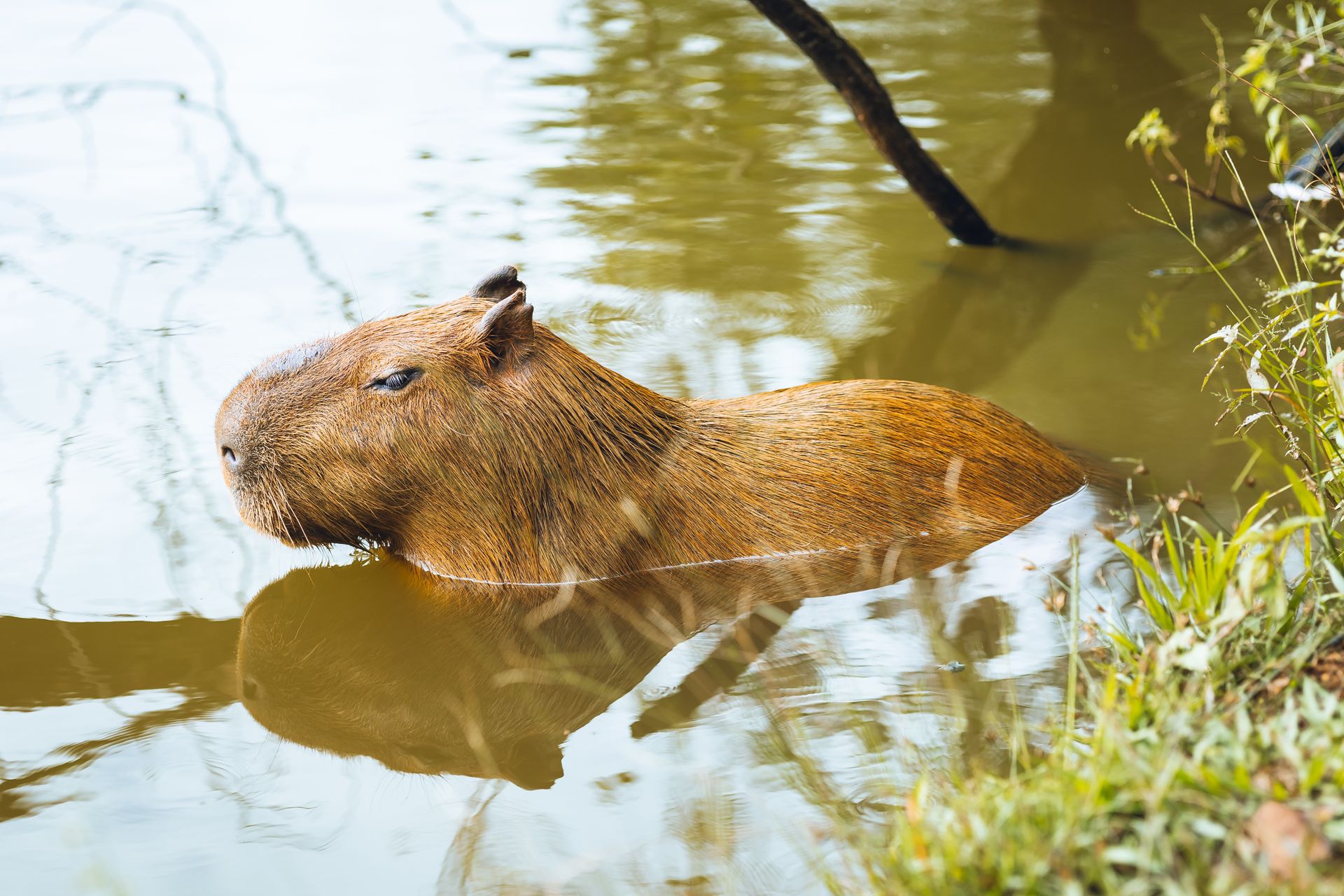 Cómo nadan los capibaras