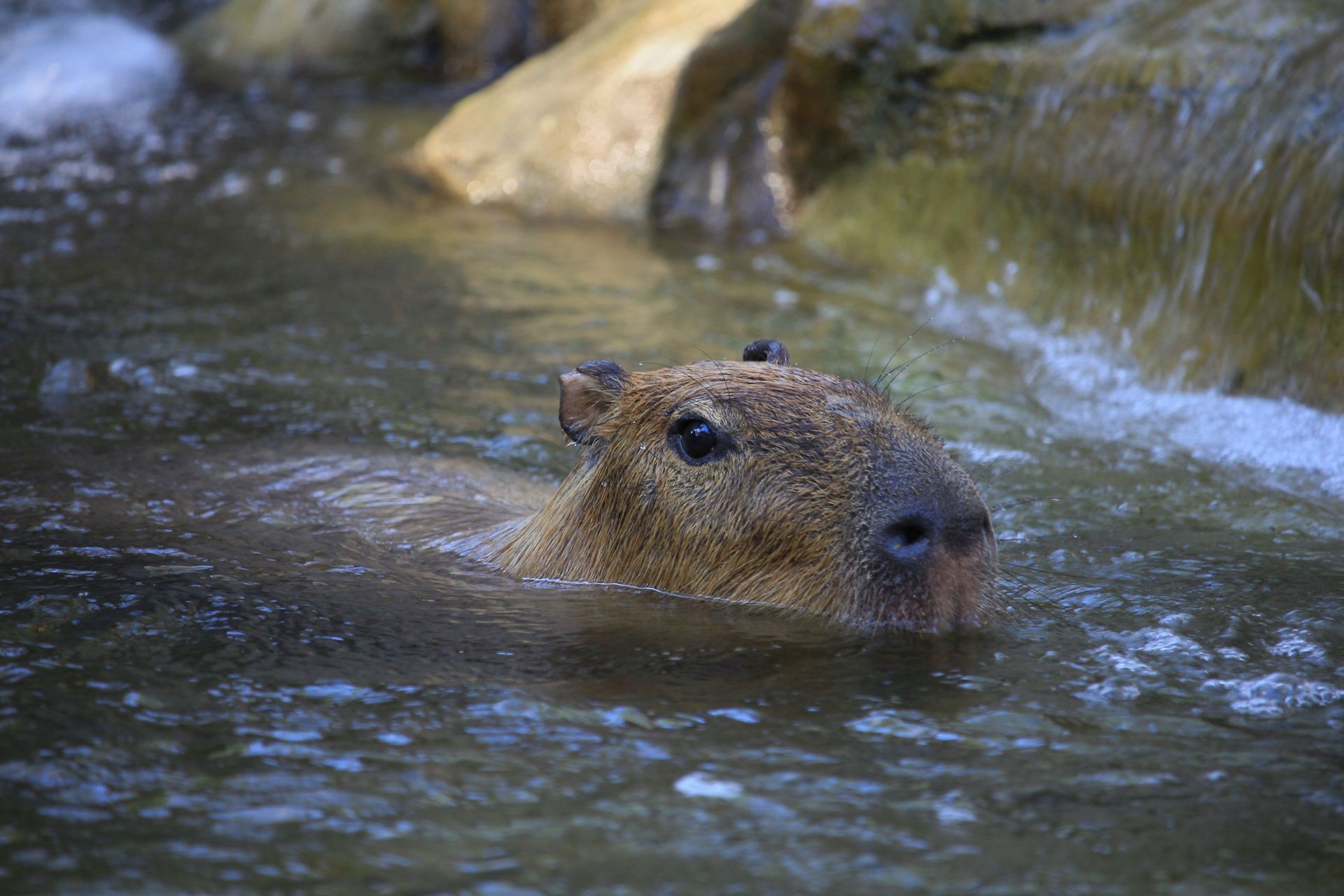 ¿Los capibaras pueden bucear?