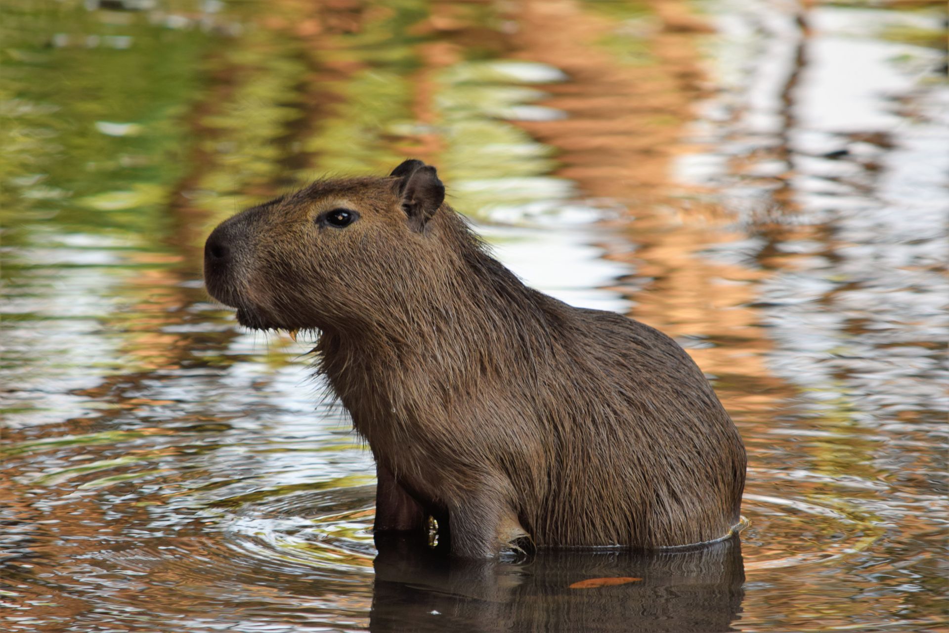 ¿Los capibaras pueden nadar desde pequeño?